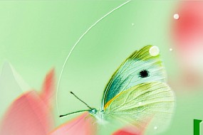 小暑丨温风初入夏，蝉鸣伴昼长